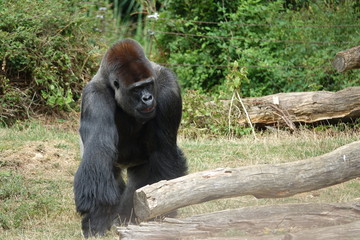 Gorille à dos argenté