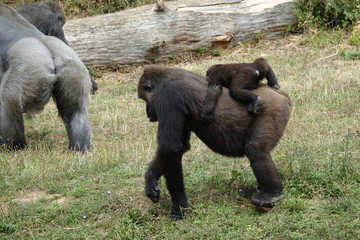 bébé gorille sur le dos de sa mère