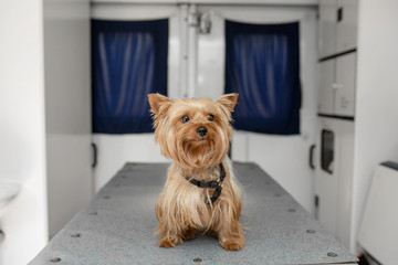 Little fun doggy yorkshire terrier posing on manipulation table inside pet ambulance car....