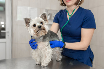 Beautiful doctor vet small cute dog breed Yorkshire Terrier with a stethoscope in a veterinary...