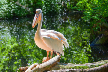 beautiful pelican in green nature