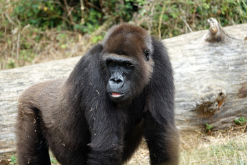 Gorille
