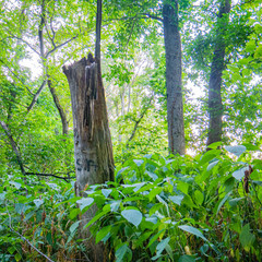 Fototapeta premium forest