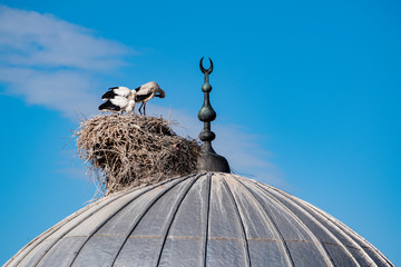 Turkey, Middle East: a stork with its cubs and the nest on the dome of a mosque in the city of Igdir, capital of Igdır Province in the Eastern Anatolia Region of Turkey near the Armenian border 