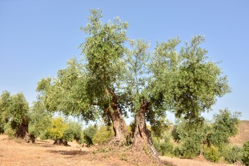 Fototapeta premium Olivos en un olivar de un campo de Andalucía, España
