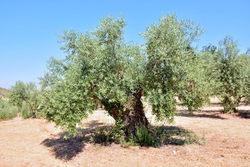 Fototapeta premium Olivos en un olivar de un campo de Andalucía, España