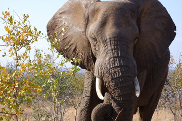 Elephant Kruger