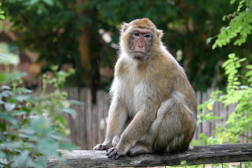 Macaque Berbère