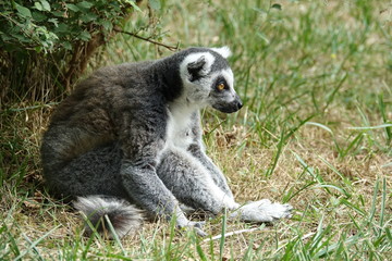 Maki Catta assis sur l'herbe