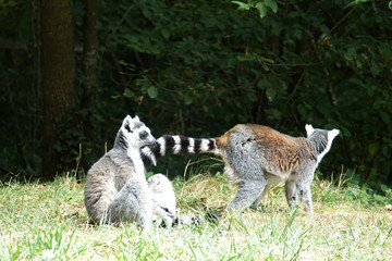couple de Maki Catta