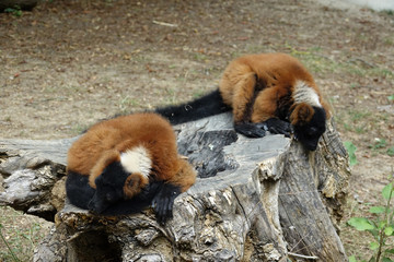 Maki Vari Roux sur une souche d'arbre