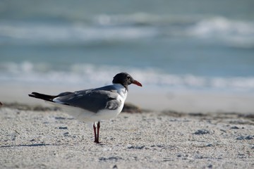 Seagull by the Shore