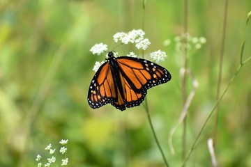 Orange and Black Butterfly on Flower