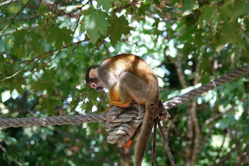 Saïmiri dans les arbres