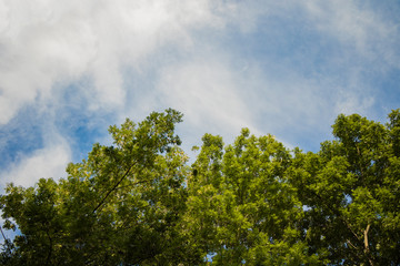 simple wallpaper pattern nature scenic landscape view from below on tree top branches on blue sky with white clouds background, copy space for text 