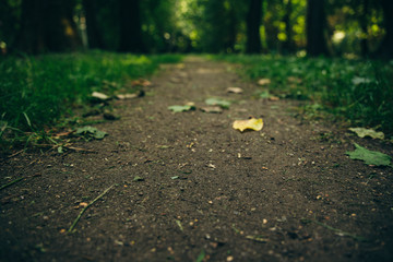 Fototapeta premium soft focus forest trail with falling leaves in early autumn season in September and unfocused blurred natural green background wallpaper picture, copy space for text 