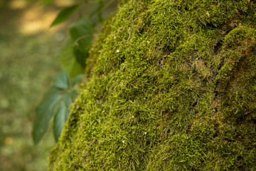 soft focus green moss on tree bark textured background natural surface 