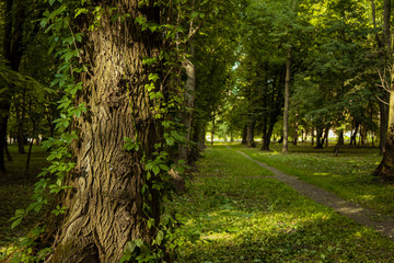 park outdoor scenic landscape view with tree and creepers plants center of composition and...