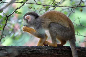 Sapajou entrain de manger