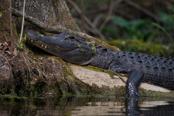 Gator on a Log