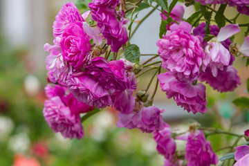 Beautiful purple climbing rose in the garden. Blooming rosa flowers and leaves in natural background. Floral background.
