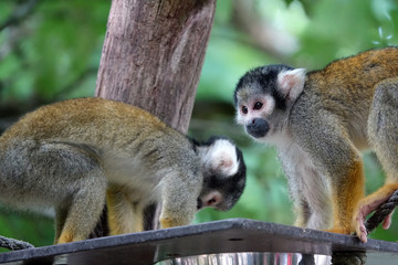Fototapeta premium Groupe de Singes-écureuils