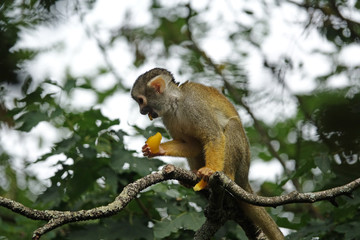 Saïmiri entrain de manger