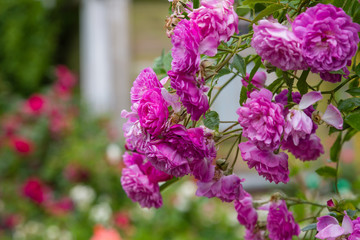 Beautiful purple climbing rose in the garden. Blooming rosa flowers and leaves in natural background. Floral background.