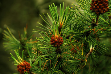 Flowering branches of pine, with cones and green needles on a blurred natural background