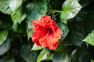 Hardy hibiscus Luna Red flower - Latin name - Hibiscus moscheutos Luna Red