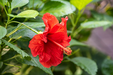 Hardy hibiscus Luna Red flower - Latin name - Hibiscus moscheutos Luna Red