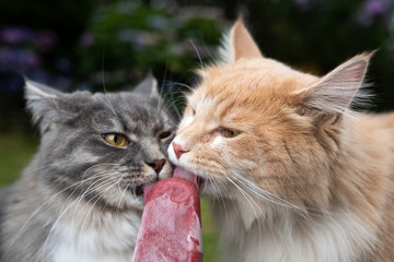 heatwave 2019: two young maine coon cats licking homemade chicken tuna popsicle ice cream outdoors in nature on a hot summer day