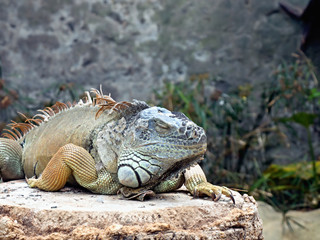 A large adult iguana with different colours lies on a rock, the right leg behind