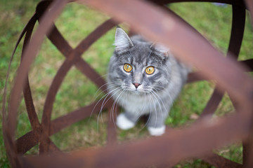 young blue tabby maine coon cat standing in a rusty metal garden sphere sculpture outdoors in the back yard looking up at camera curiously