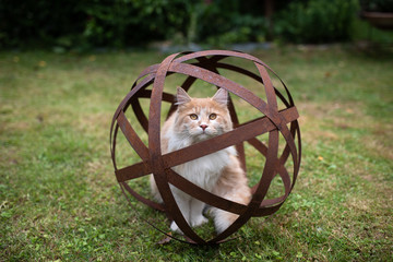 young cream tabby white  ginger maine coon cat standing in rusty metal garden sphere sculpture outdoors in the back yard looking at camera © furryfritz