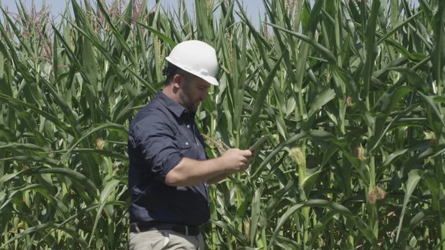 Farming and Agriculture - Man inspecting crops