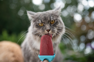heatwave 2019: front view of a young blue tabby maine coon cat with white paws licking on homemade...