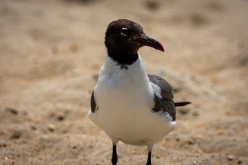 bird on the beach