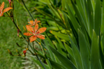 hermosa flor naranja con puntos rojos y fondo verde