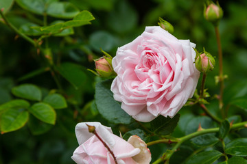 Beautiful pink roses close up in the garden. Blooming rosa flowers and leaves in natural background. Floral background.