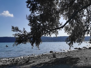 tree on the beach