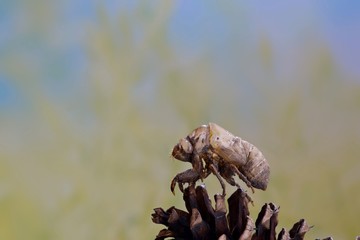 Empty Cicada husk perched atop a pine cone with vast space around the subject and a soft background.