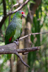Amazona frentirroja sobre rama de árbol. Colombia