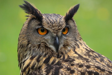 portrait of an owl