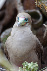Red footed booby (Sula Sula), Darwin Bay, Genovesa, Galapagos Island, Ecuador, South America.
