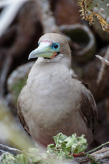 Red footed booby (Sula Sula), Darwin Bay, Genovesa, Galapagos Island, Ecuador, South America.