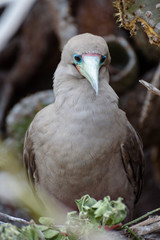 Red footed booby (Sula Sula), Darwin Bay, Genovesa, Galapagos Island, Ecuador, South America.