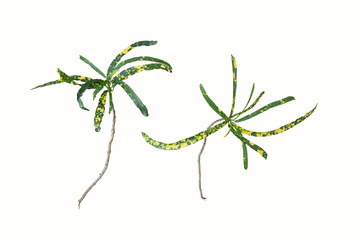 green and yellow leaf