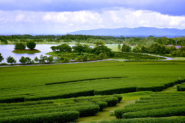 tea plantation and lake