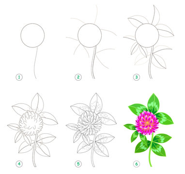 Page shows how to learn step by step to draw beautiful flower clover. Developing children skills for drawing and coloring. Printable worksheet for kids. Vector cartoon image.